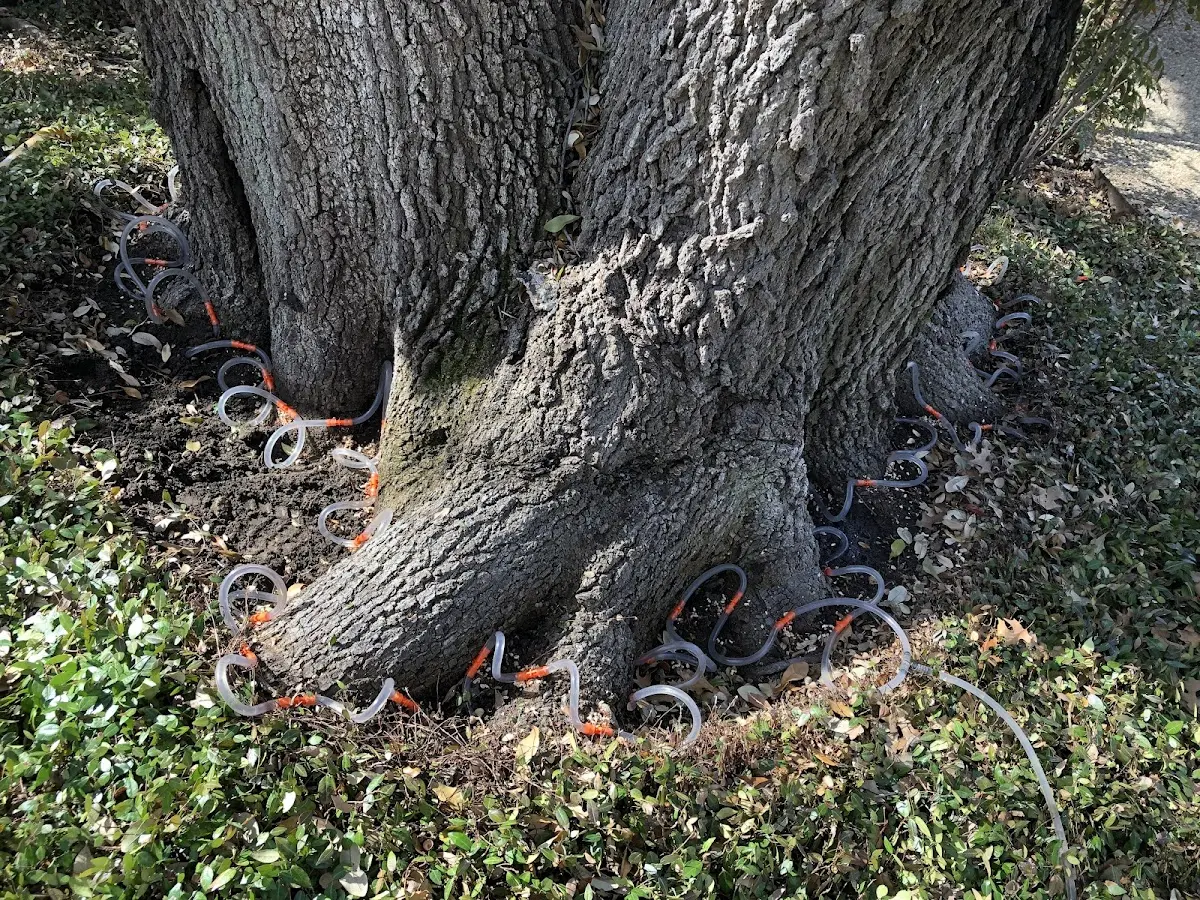 Detailed Tree Cabling and Bracing job site in Triangle