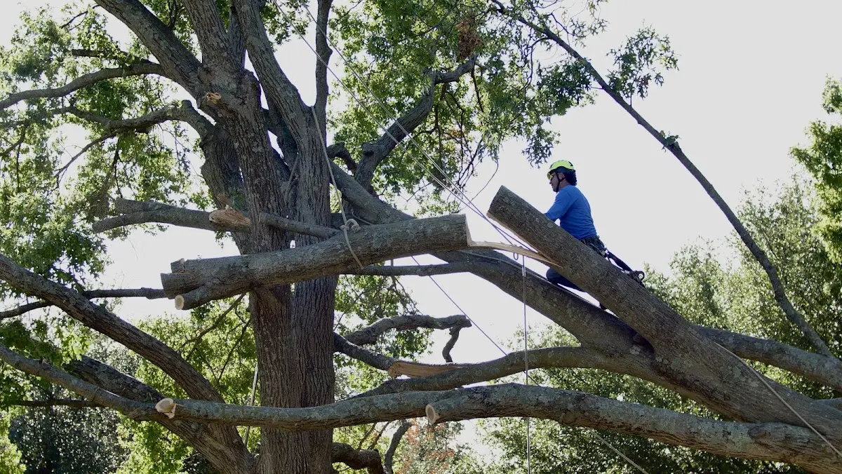 Professional Crown Thinning performed by certified arborists in Triangle